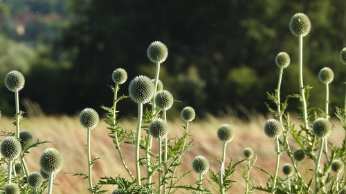 Echinops sphaerocephalus iNat (2)