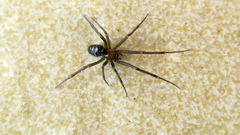 Steatoda grossa
