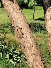 Sceloporus grammicus