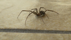 Steatoda grossa