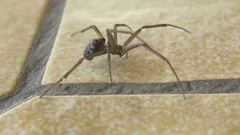 Steatoda grossa