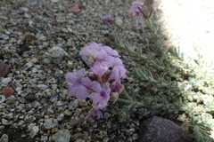 Verbena gynobasis