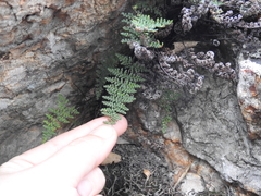 Myriopteris intertexta