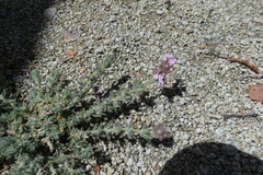 Verbena gynobasis