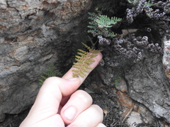 Myriopteris intertexta