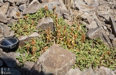 Penstemon spatulatus