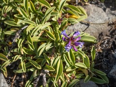 Penstemon spatulatus