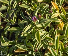 Penstemon spatulatus