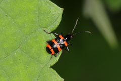 Neolema fasciata