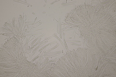 Spilopodia nervisequa