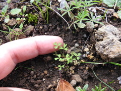 Trifolium bifidum