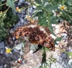 Noctuana lactifera