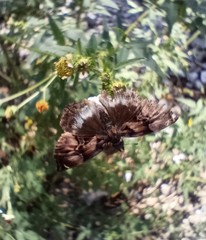 Noctuana lactifera