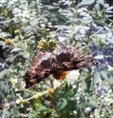 Noctuana lactifera