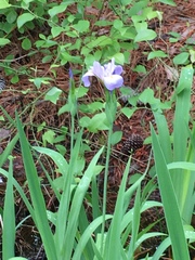 Iris virginica