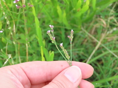 Verbena montevidensis