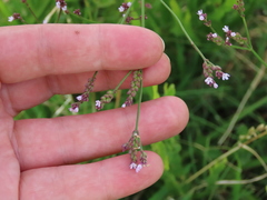 Verbena montevidensis