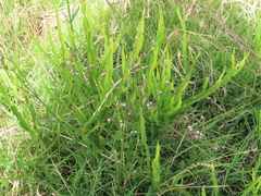 Verbena montevidensis