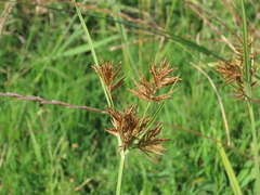 Cyperus corymbosus