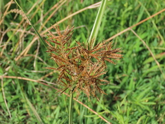 Cyperus corymbosus