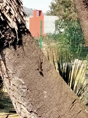 Sceloporus grammicus