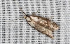 Palimmeces variegata