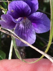Viola adunca adunca