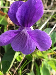 Viola adunca adunca