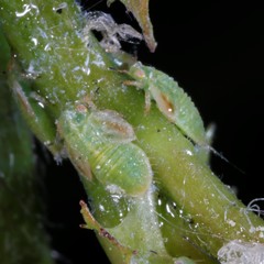 Cacopsylla peregrina