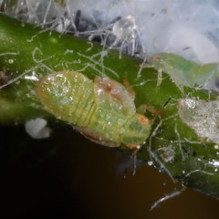 Cacopsylla peregrina