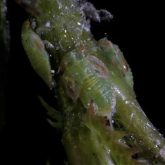 Cacopsylla peregrina