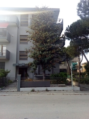 Magnolia grandiflora