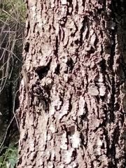 Sceloporus grammicus