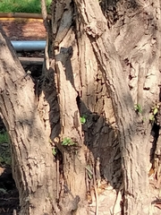 Sceloporus grammicus