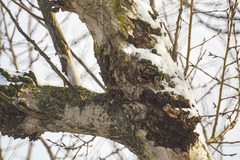 Entoleuca mammata