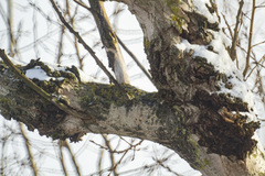 Entoleuca mammata