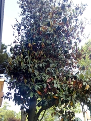 Magnolia grandiflora