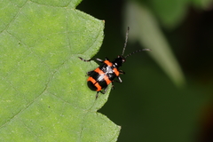Neolema fasciata