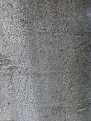 Magnolia grandiflora