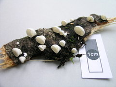 Gloeoporus phlebophorus