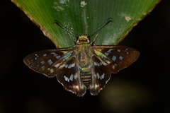 Udranomia eurus
