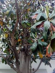 Magnolia grandiflora