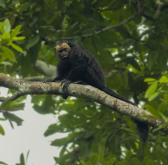 Pithecia chrysocephala