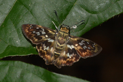 Udranomia kikkawai
