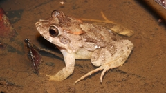 Leptodactylidae