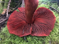 Cortinarius neosanguineus