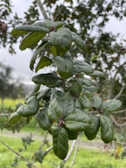 Quercus agrifolia