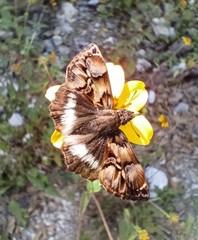 Noctuana lactifera