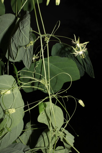 Image of Passiflora filipes by (c) Arturo Castro Castro, some rights reserved (CC BY)