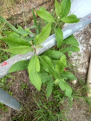 Gymnanthemum amygdalinum